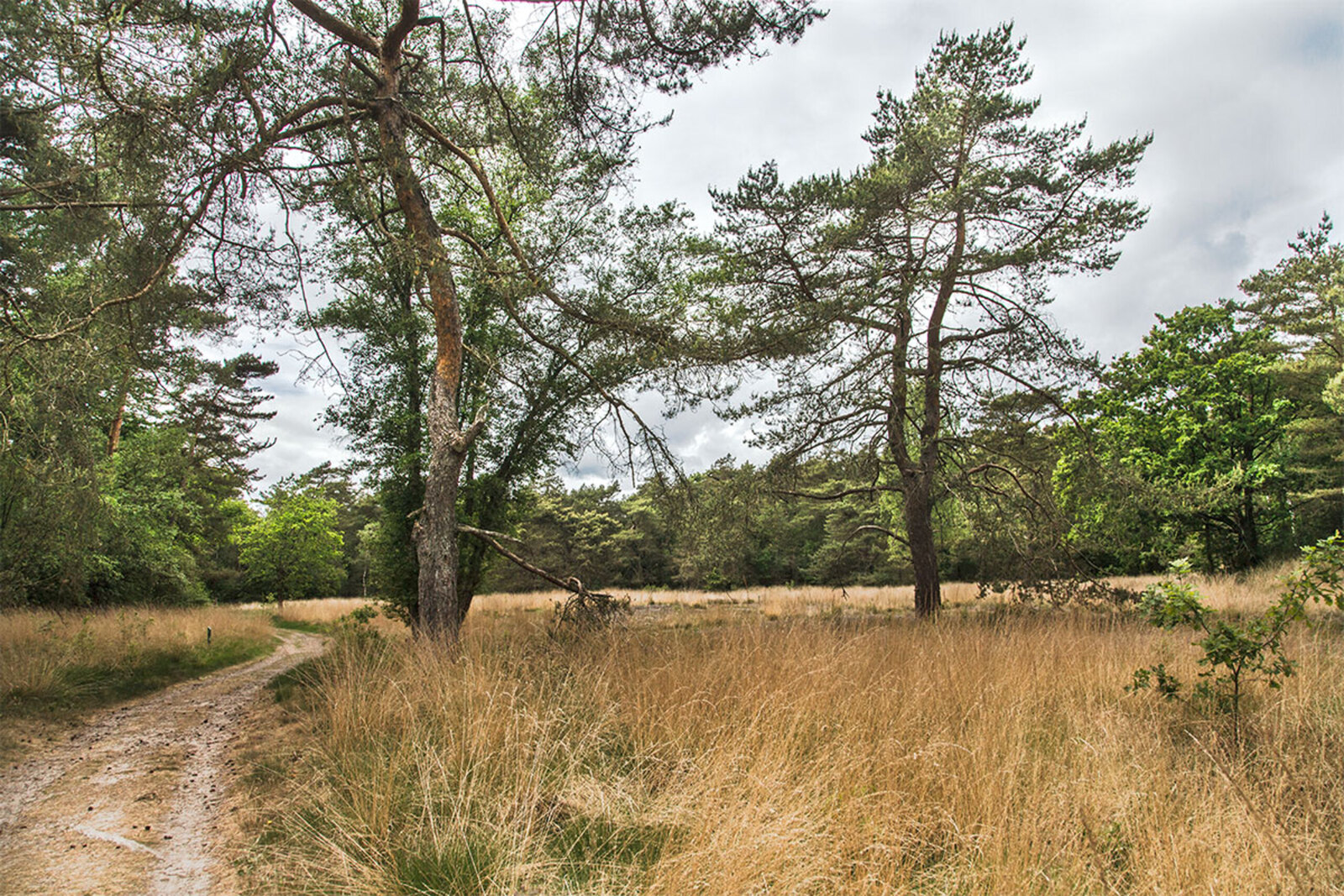 Heideveldje in Boscomplex Hees