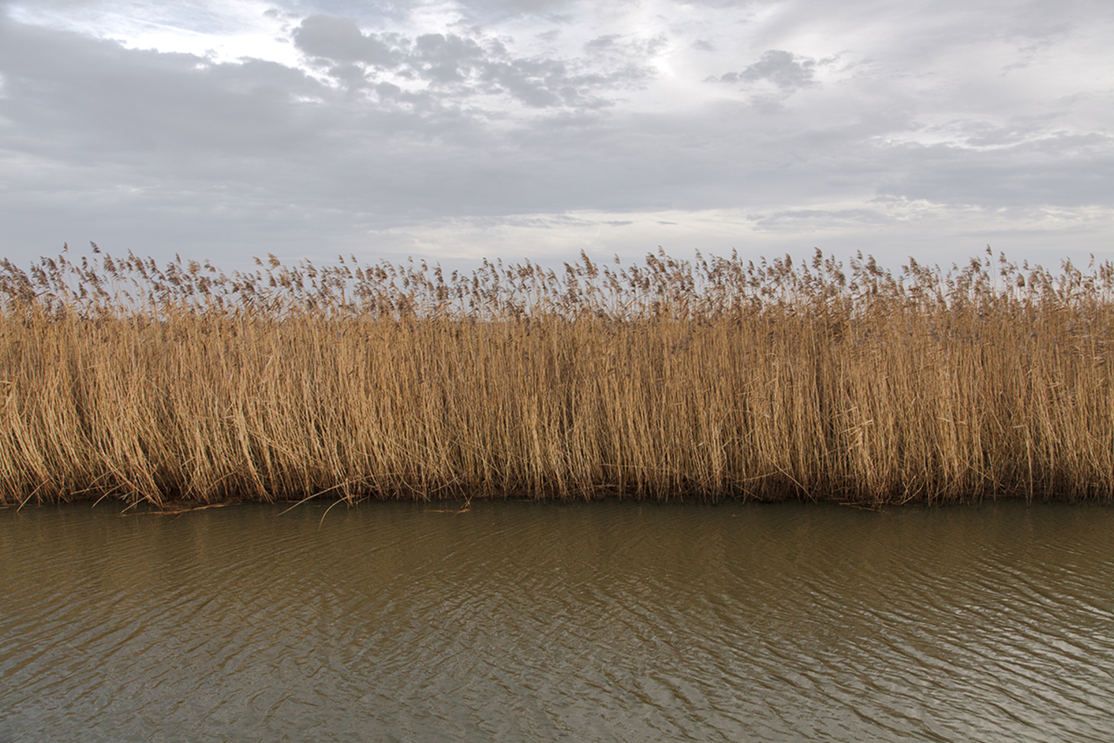 Riet in het Valleikanaal