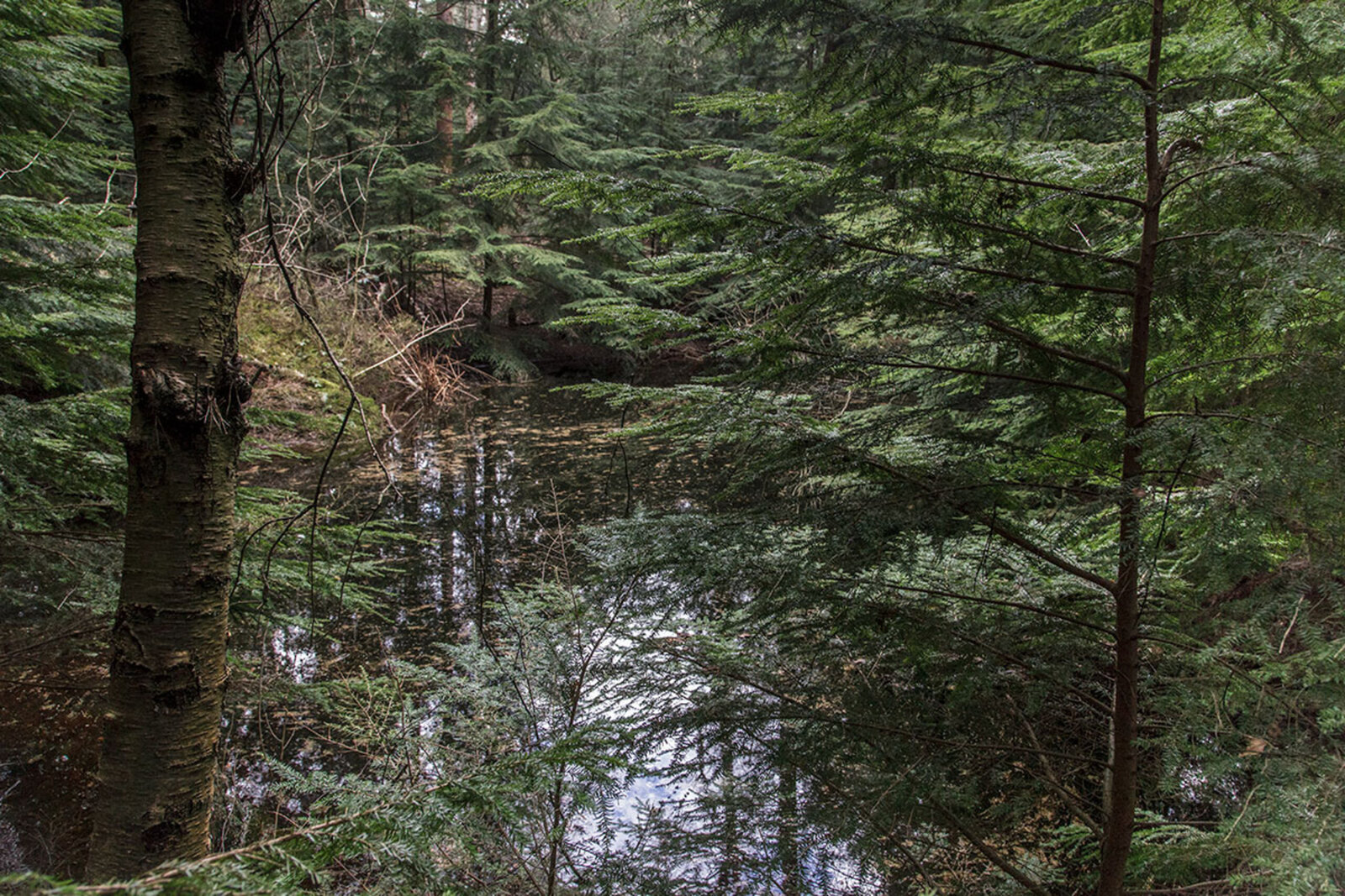 Lage Vuursche