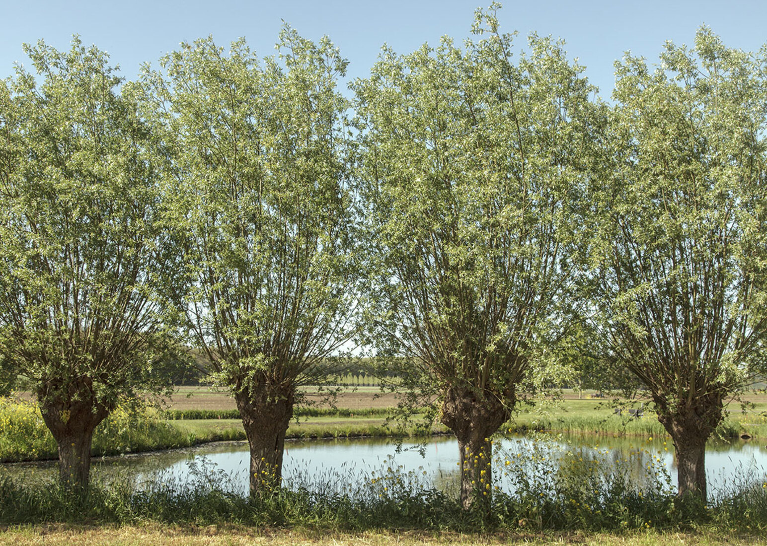 Wilgen aan de Achterkade bij Vianen