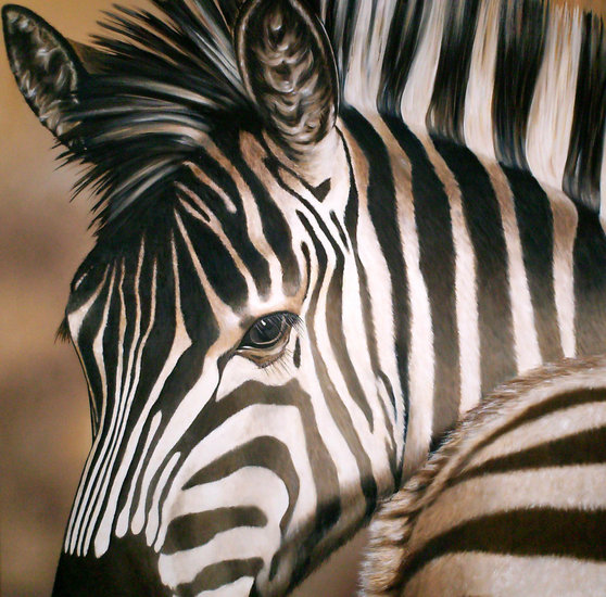 Zebra