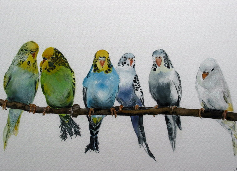 Budgie's