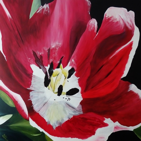 Red Tulip