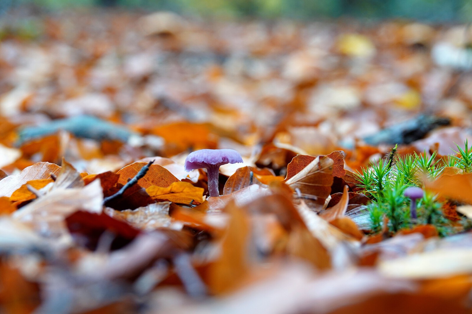 Paddenstoel Amethist