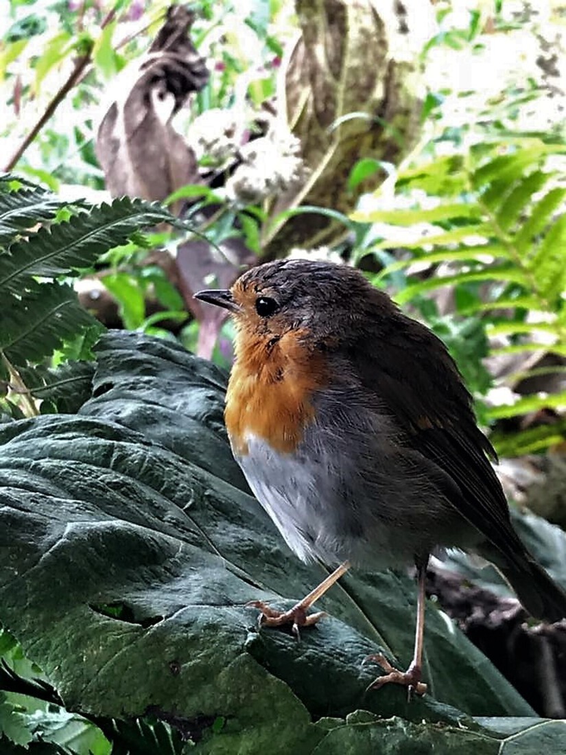 Roodborstje tussen de bomen