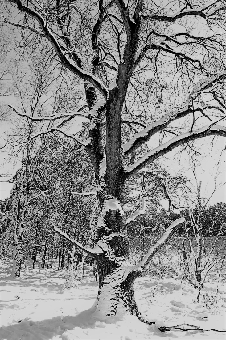 Fotografie Landschap