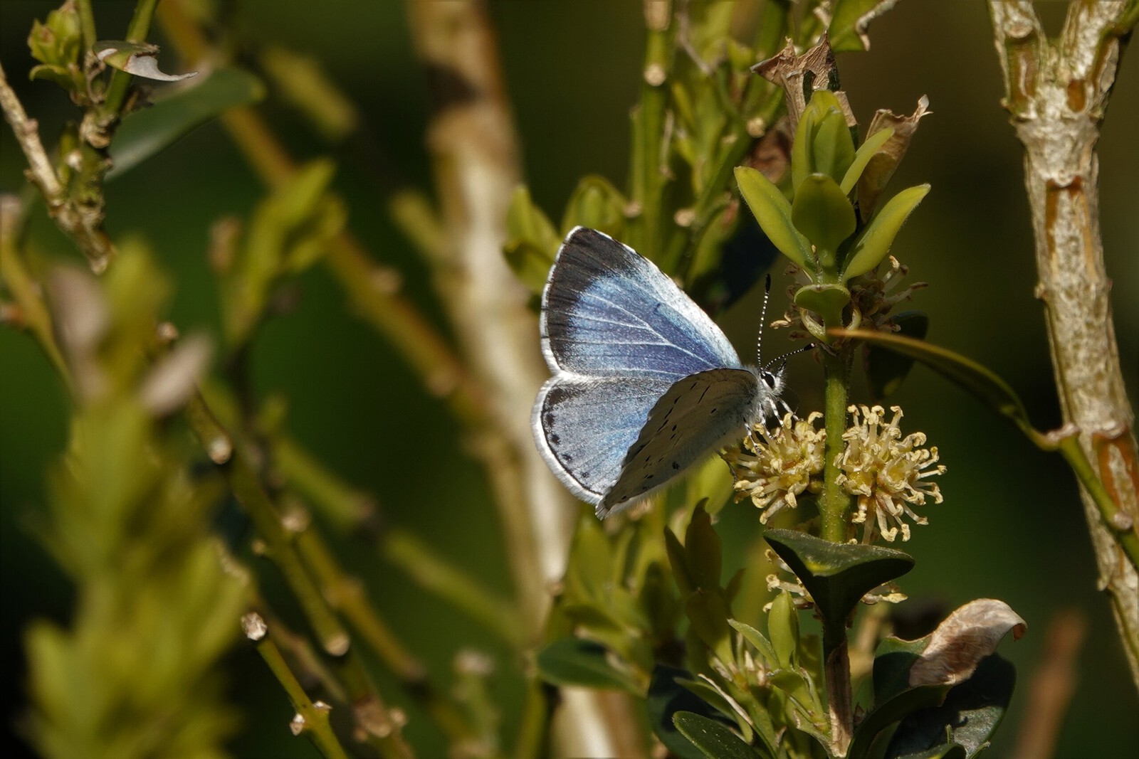 Boom blauwtje vlinder