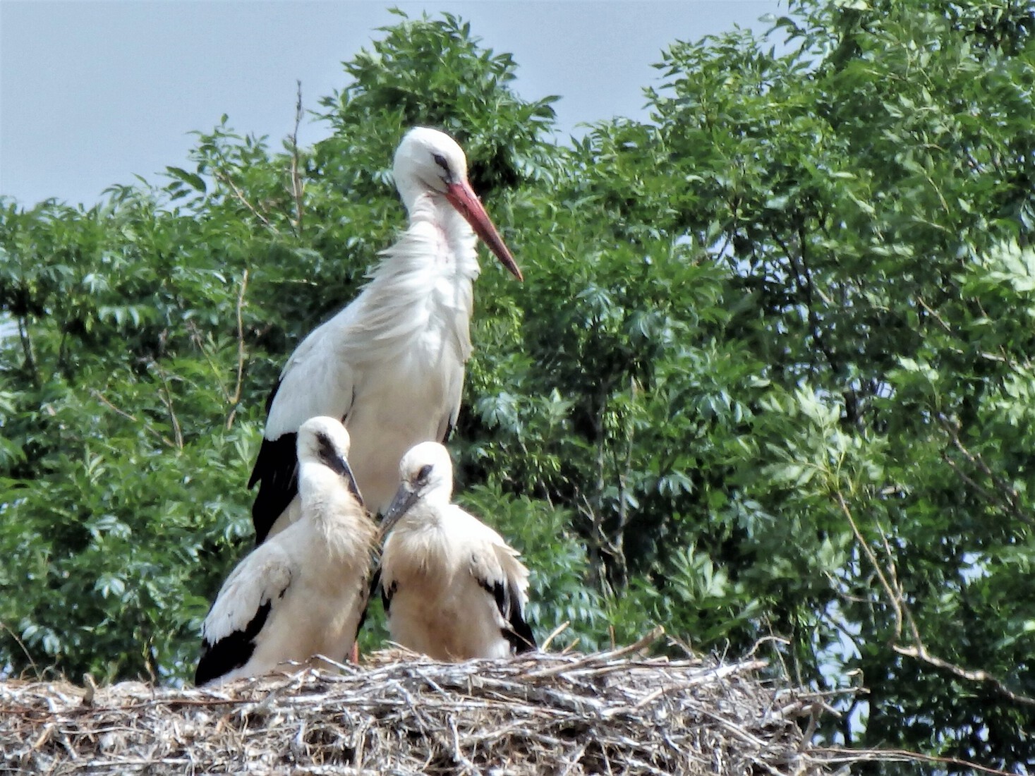 Ooievaarsnest 1