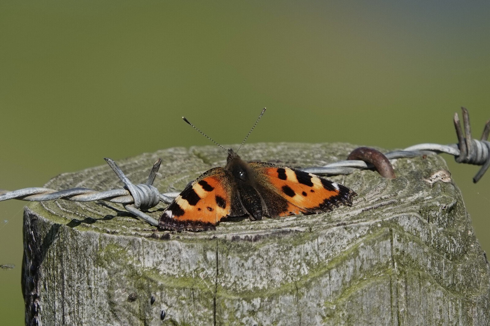 De kleine vos vlinder