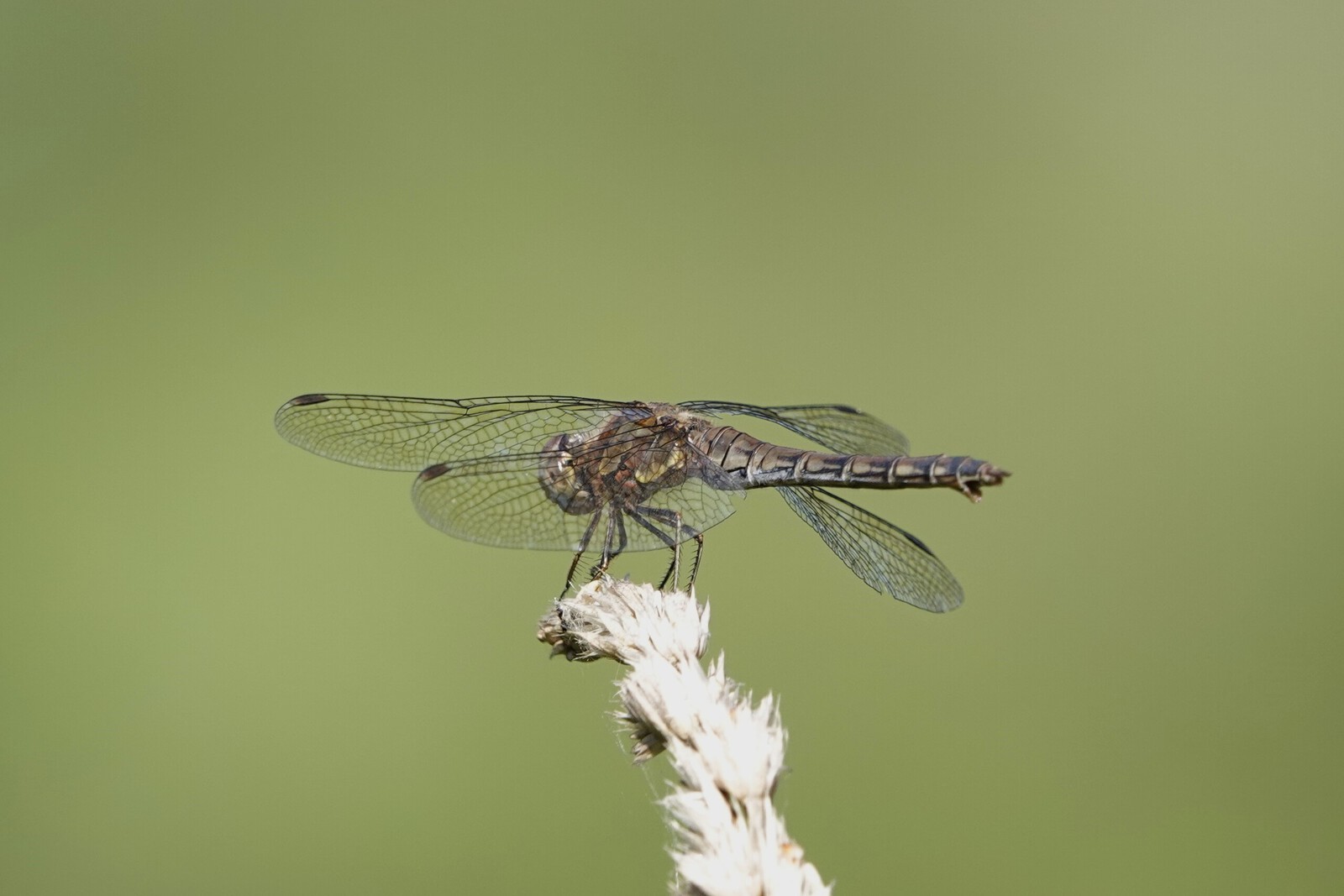 Bruinrode heidelibel