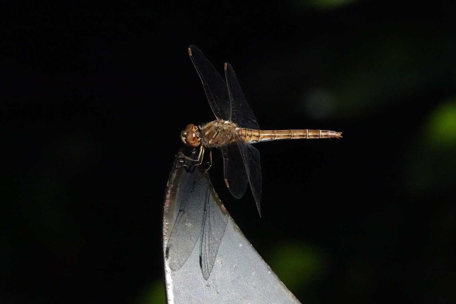 Steenrode heidelibel