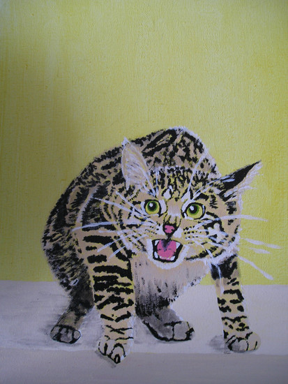 angry cat