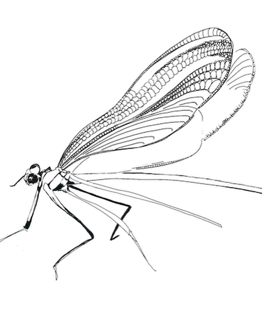 Libelle