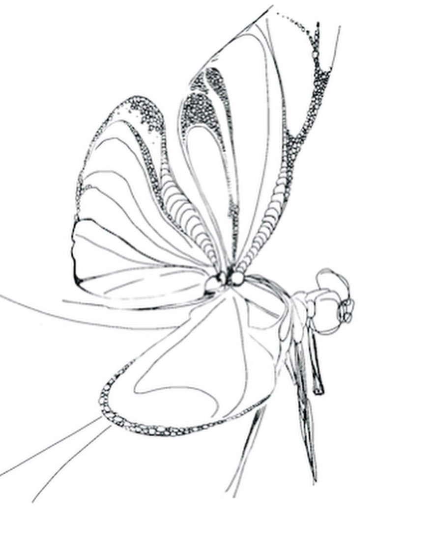 Vlinder