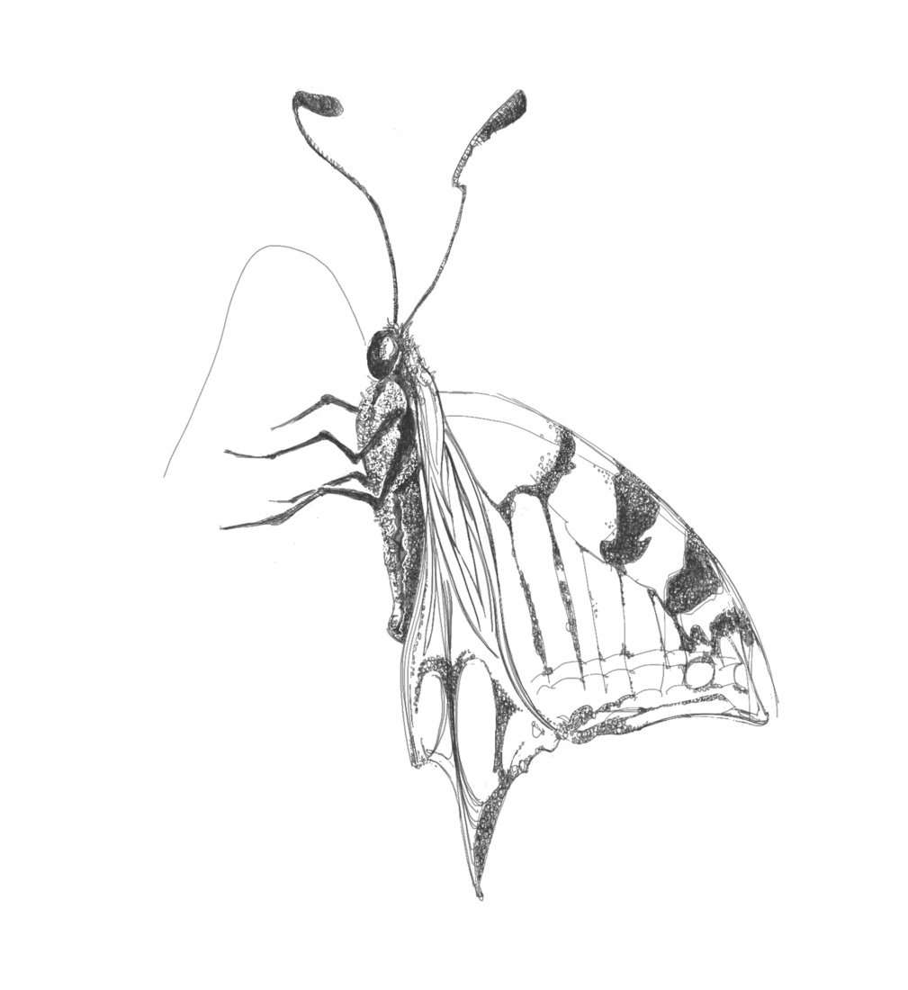 Vlinder