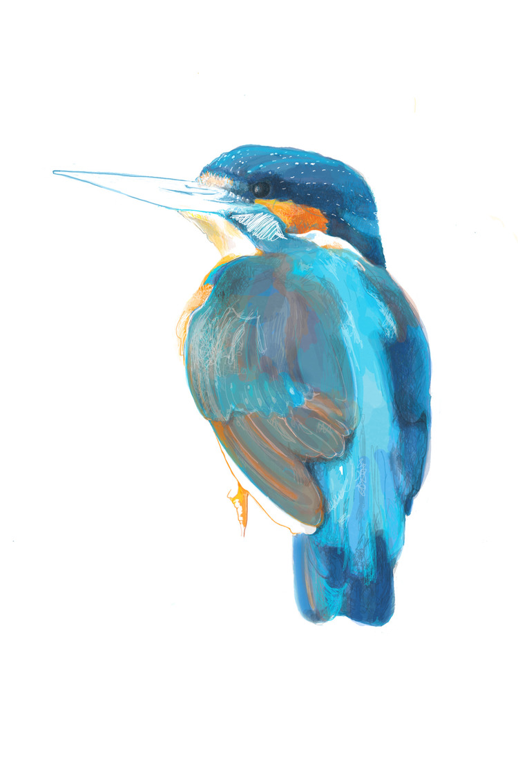 IJsvogel no. 1
