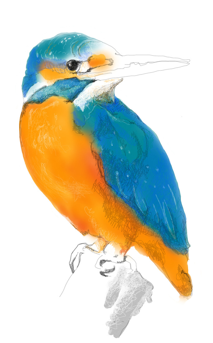 IJsvogel no. 3