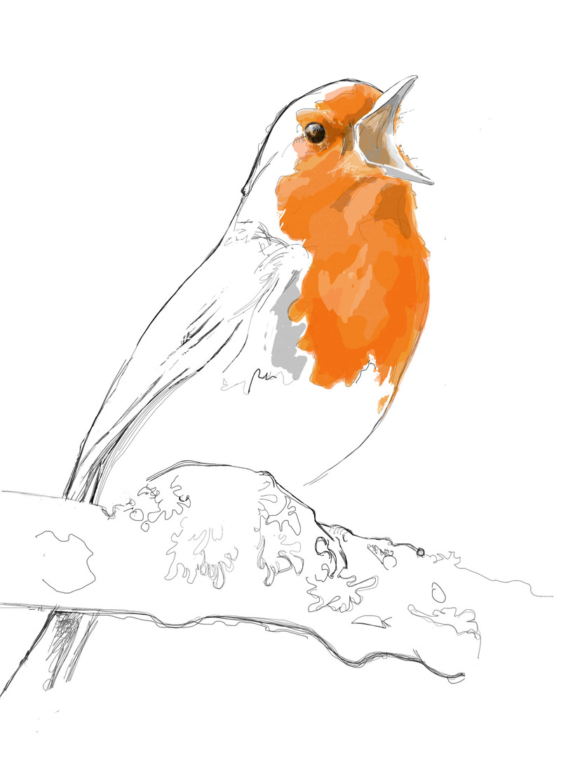 Roodborstje zingt uit volle borst