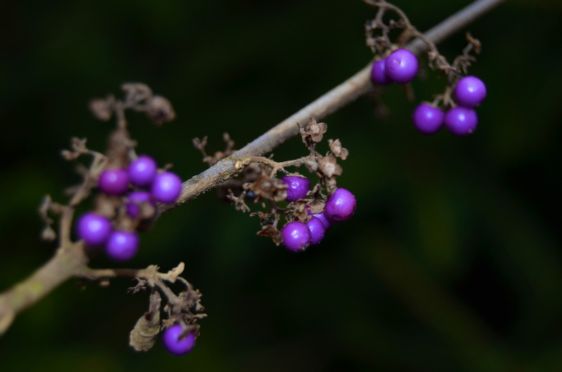 Callicarpa