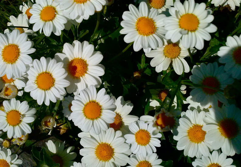 Margrietjes