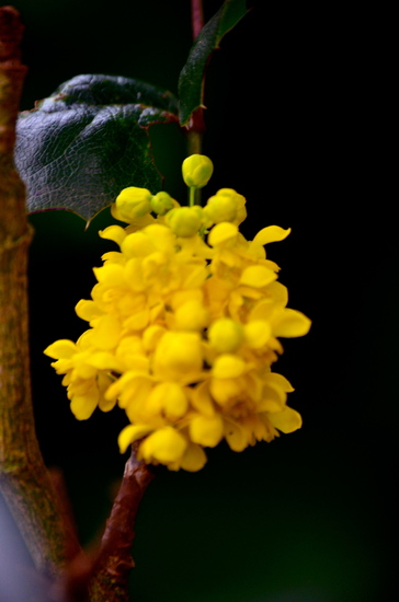 Little yellow flower