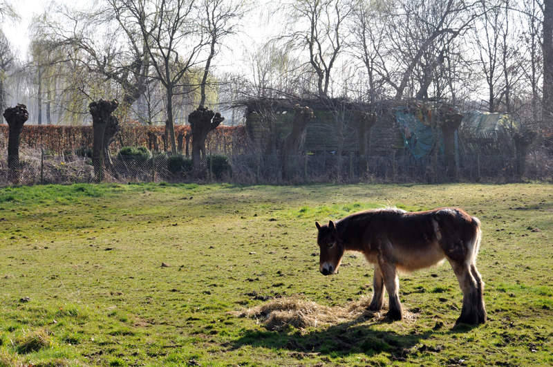 Paard