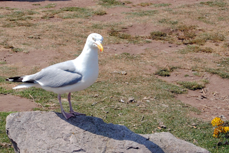meeuw