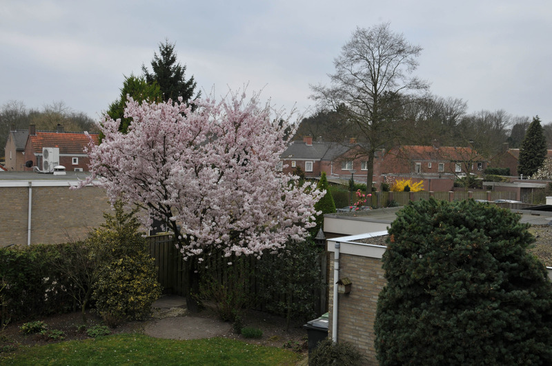 Bloessem