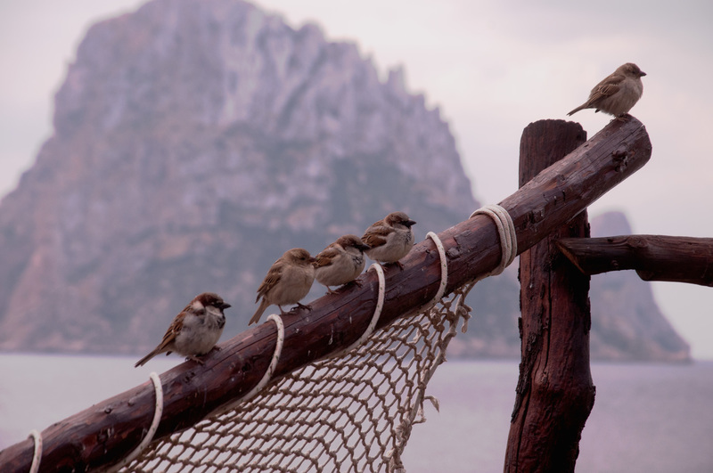 vogels