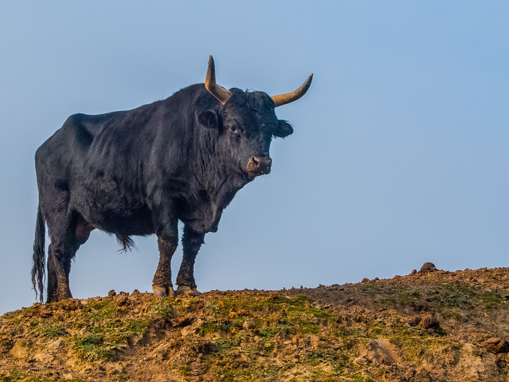 Stier