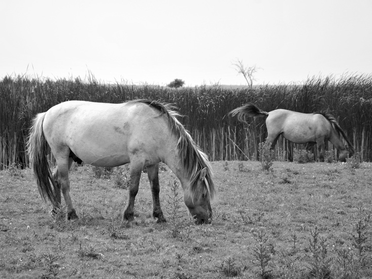 Paarden