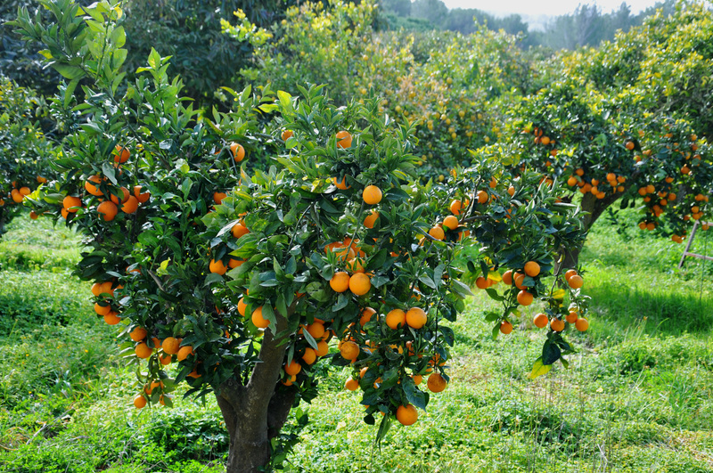 aa