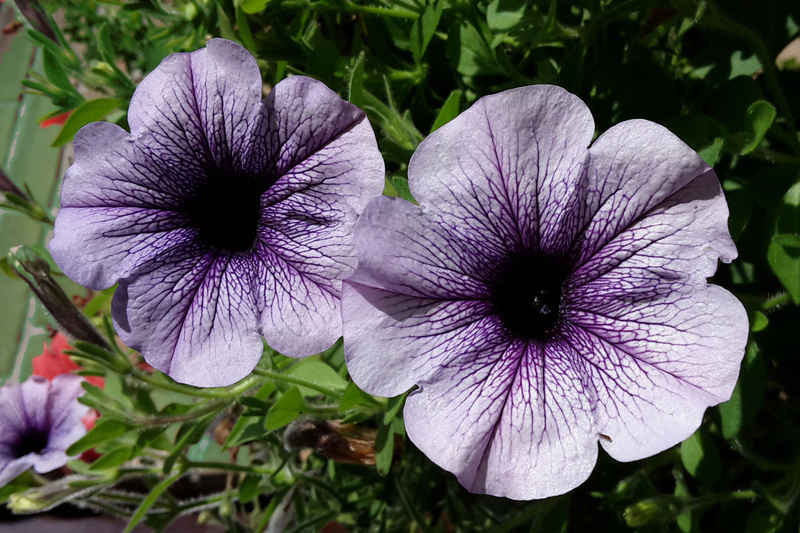 Bloemen