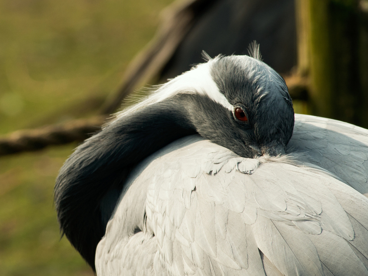 vogels