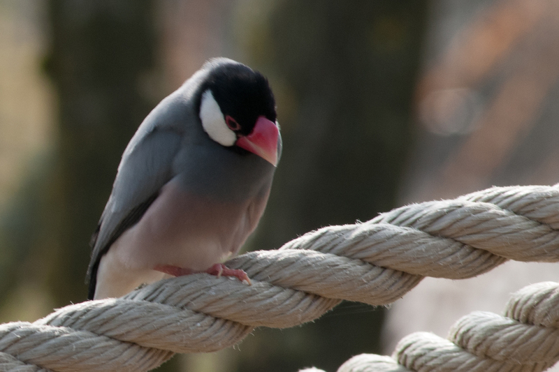 vogels