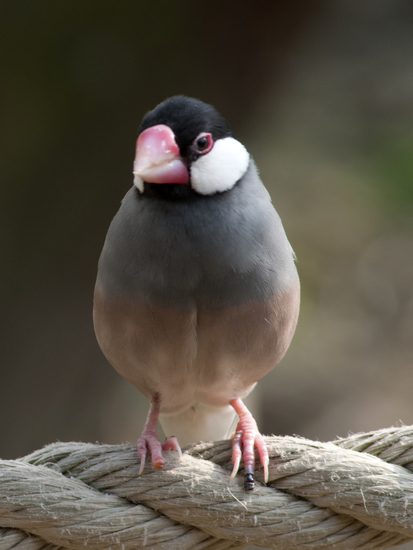 vogels