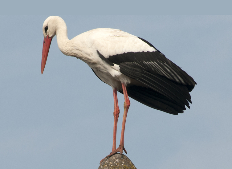 vogels