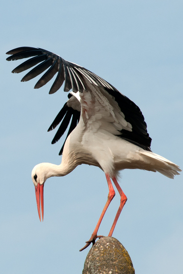 vogels