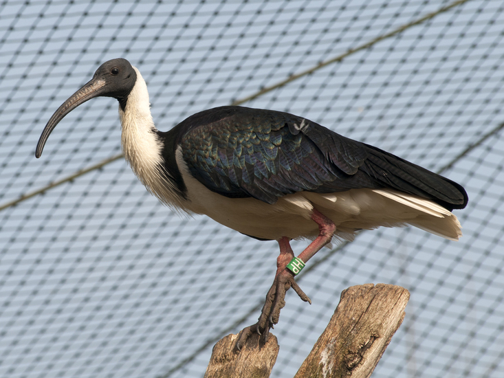 vogels