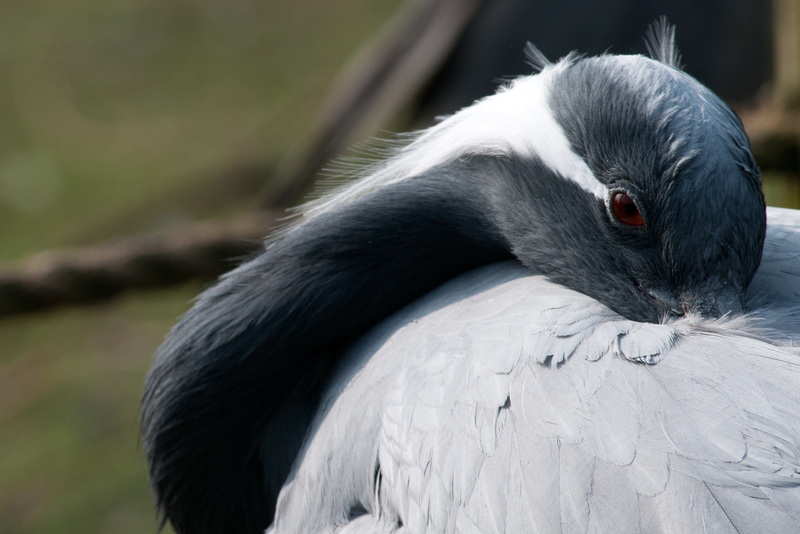 vogels