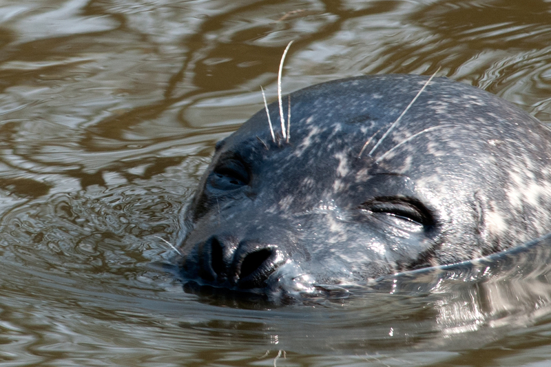 dieren