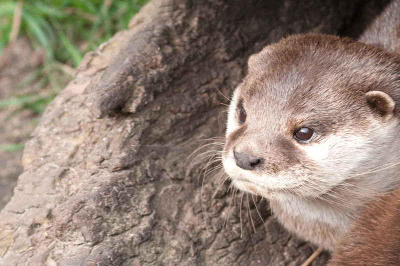dieren