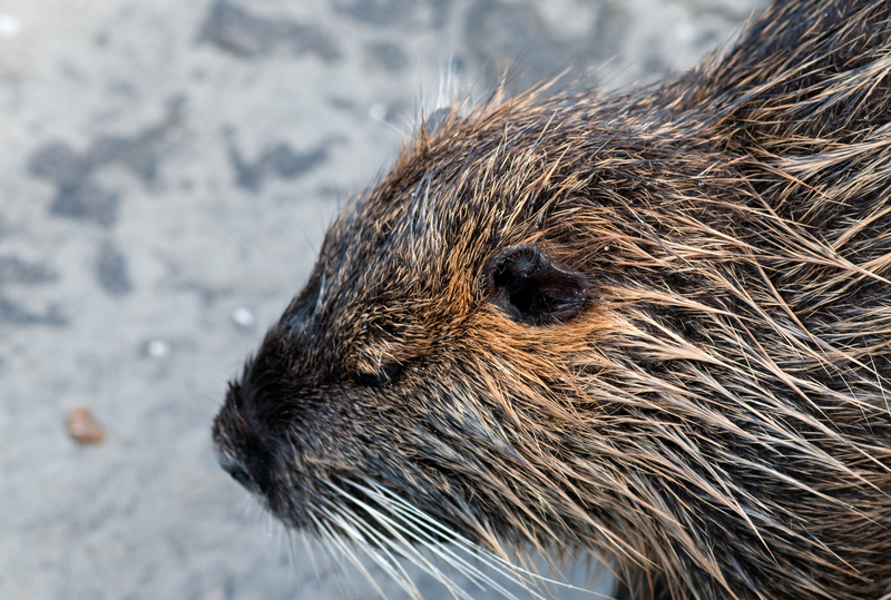 dieren