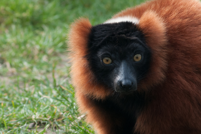 dieren