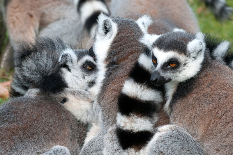 dieren