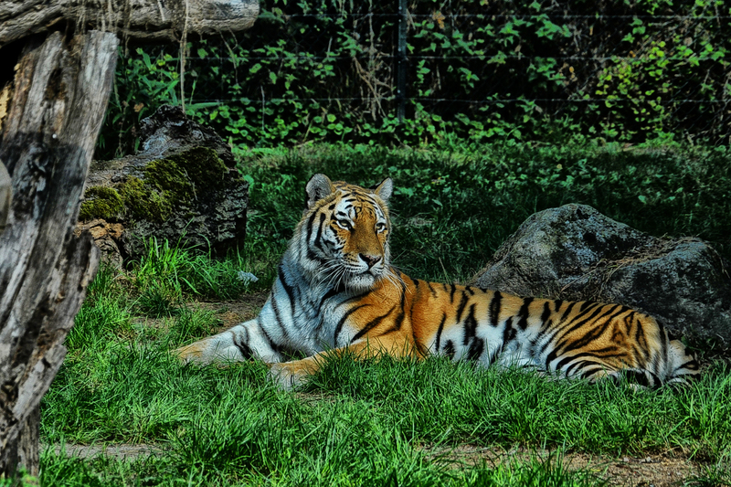 Tijger