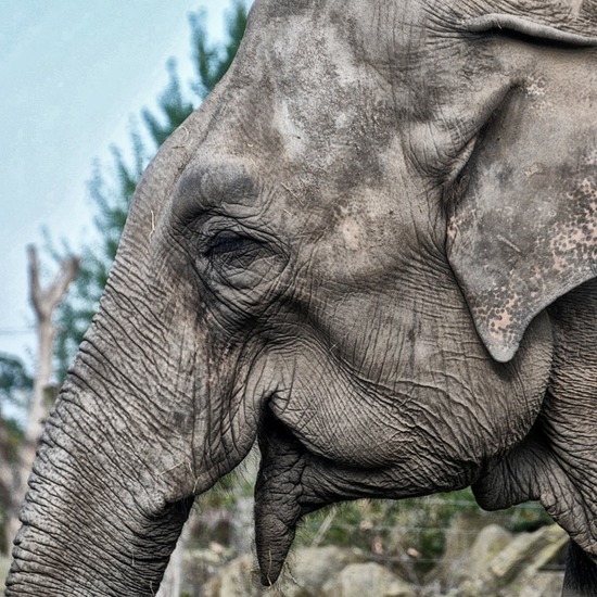 Olifant