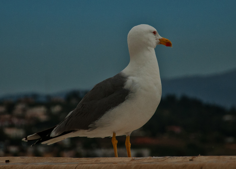Seagull Faro
