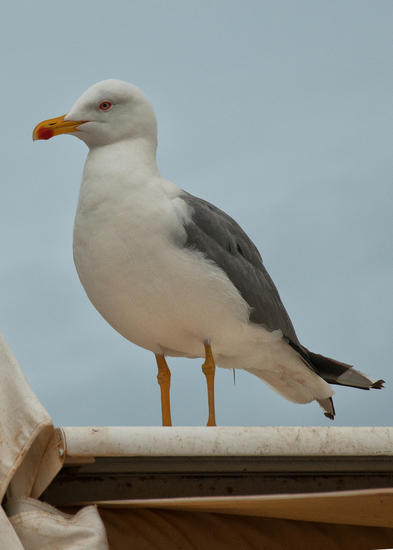 Seagull Faro 2