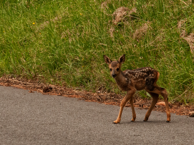 pasgeboren